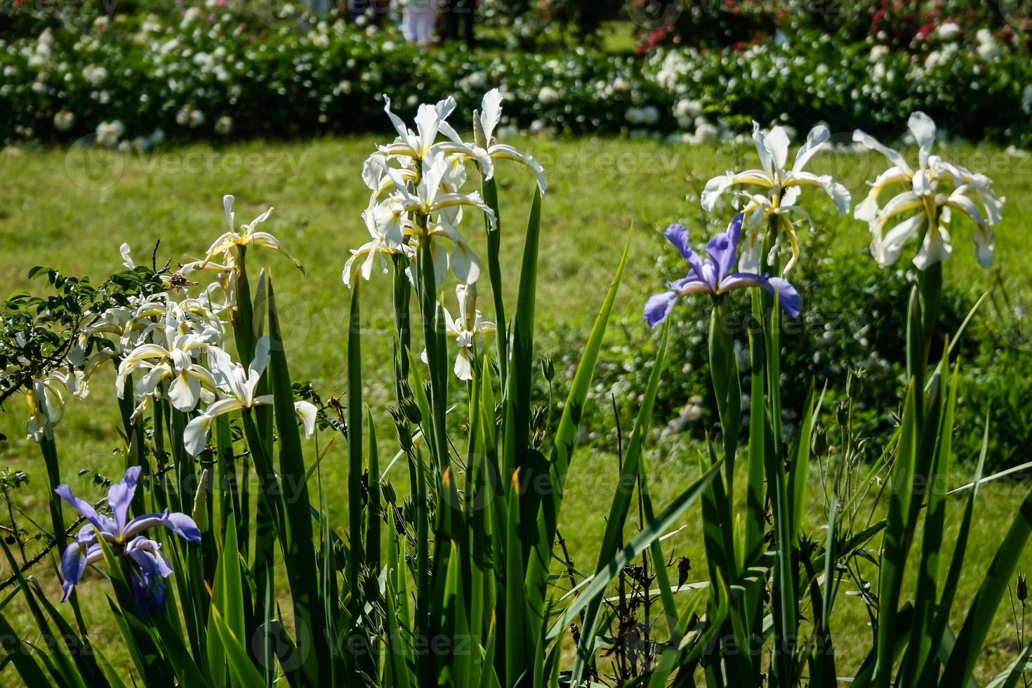 Summer Irises white and purple photo