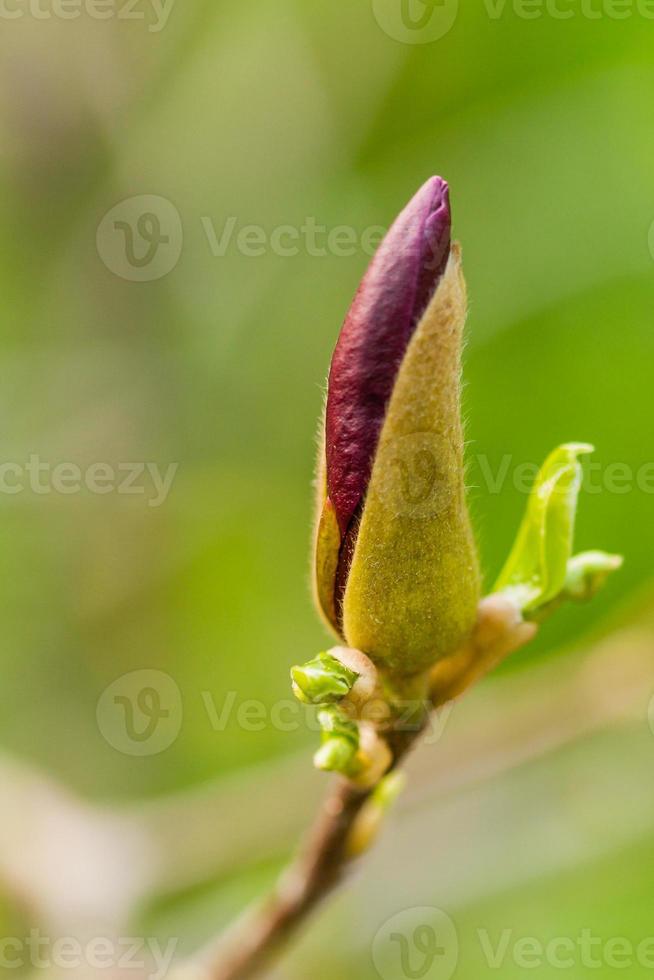 Macro Magnolia bud covered with drops photo