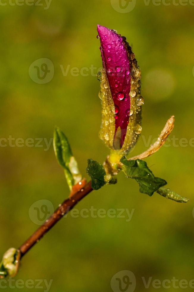 Macro Magnolia bud covered with drops photo