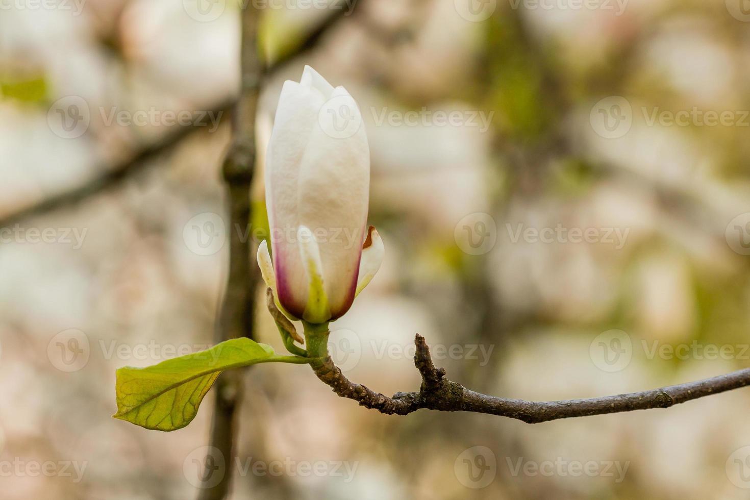 Macro blooming magnolia on a close-up branch photo