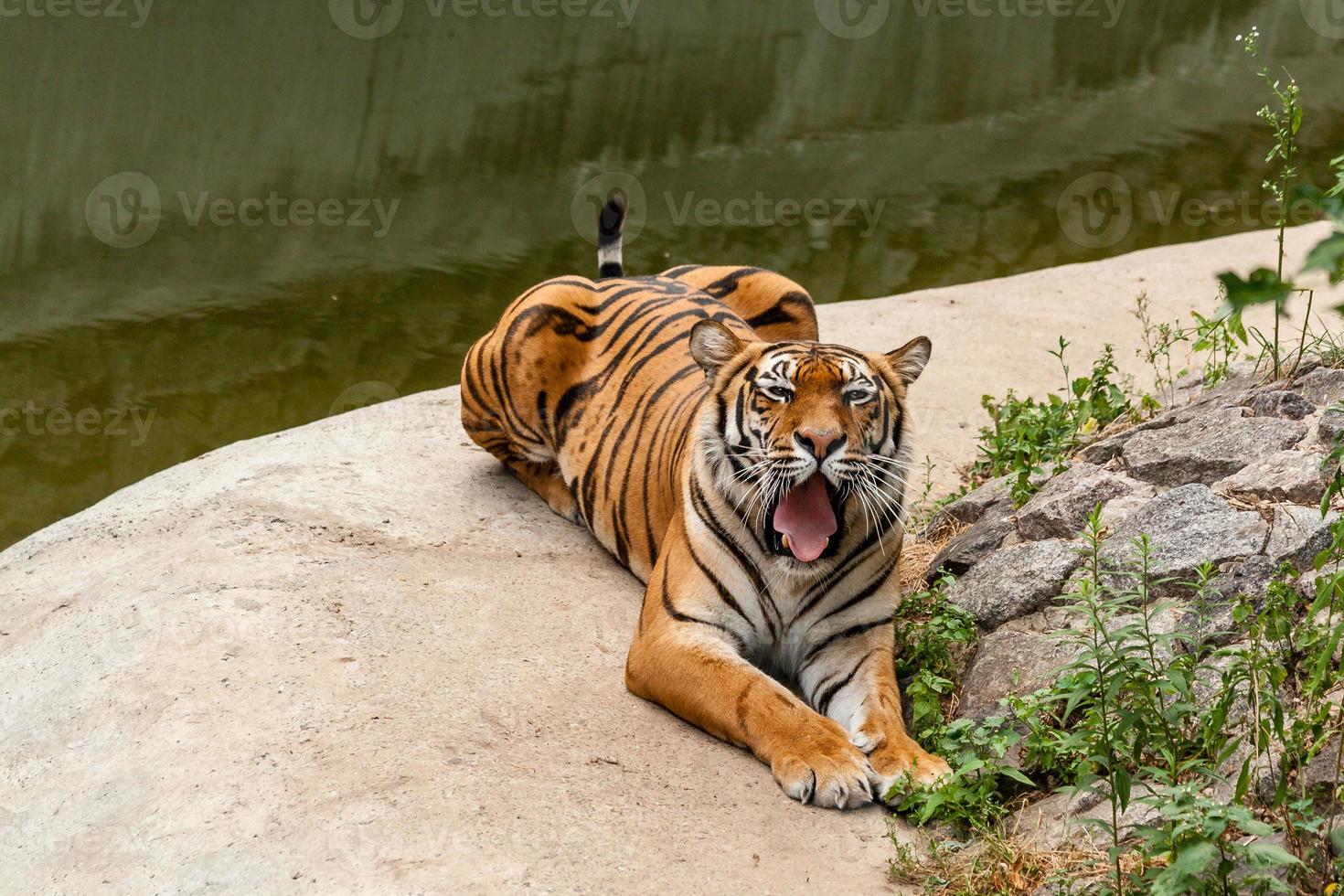 Tiger resting in the nature near the water photo