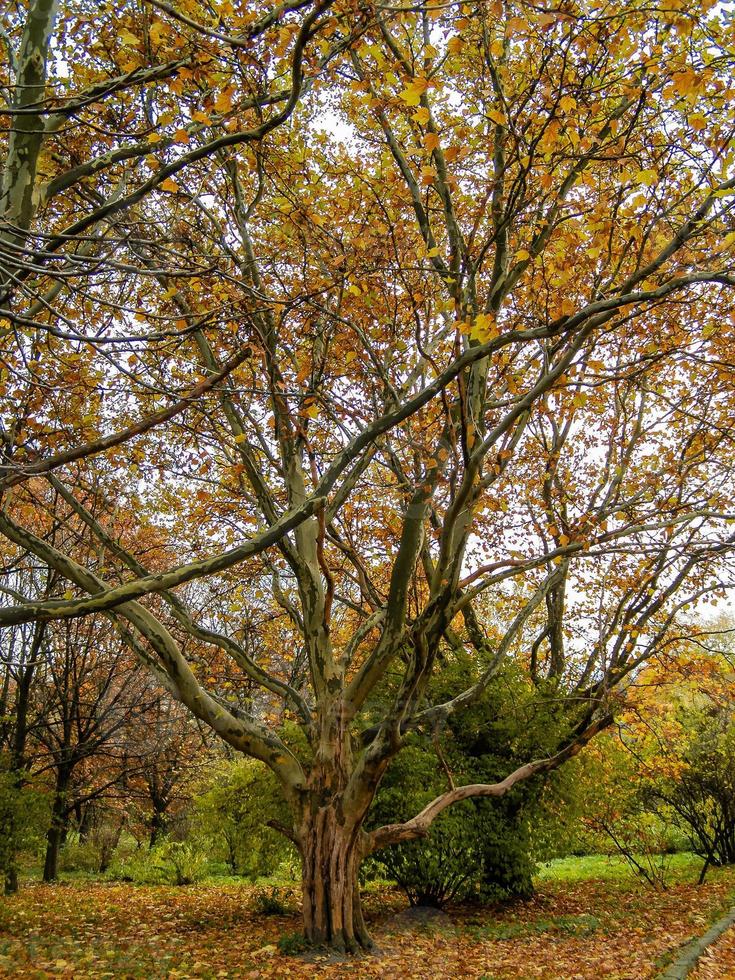 árbol grande con una rama foto