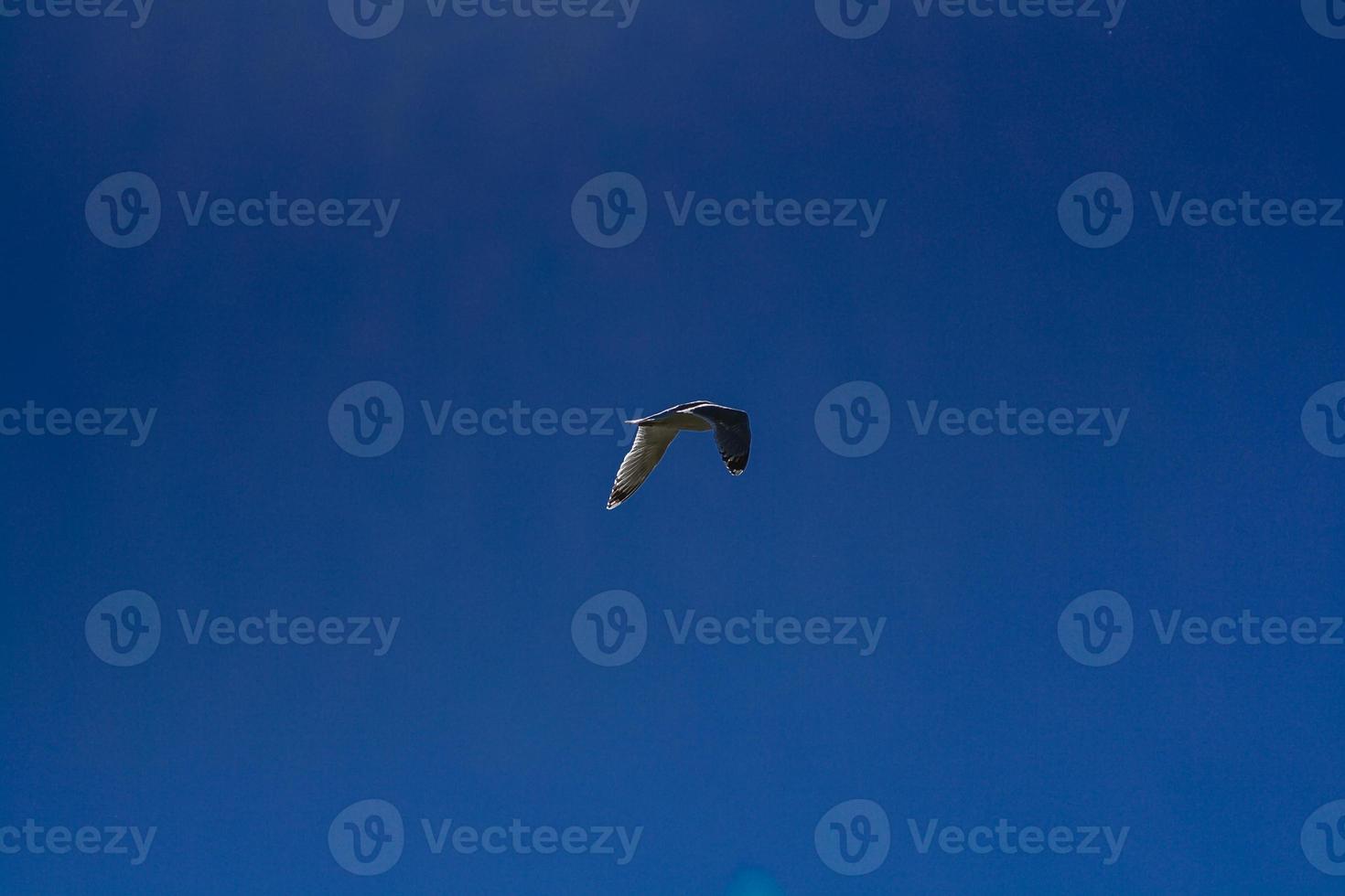 Gull flying in blue sky photo