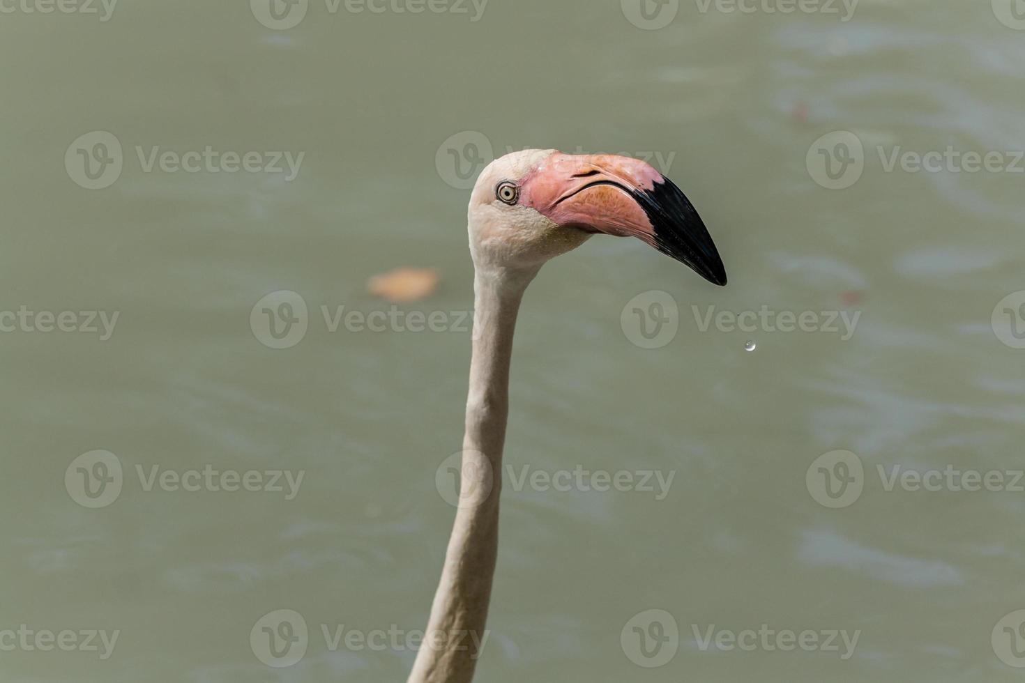 Flamingo walks on water photo