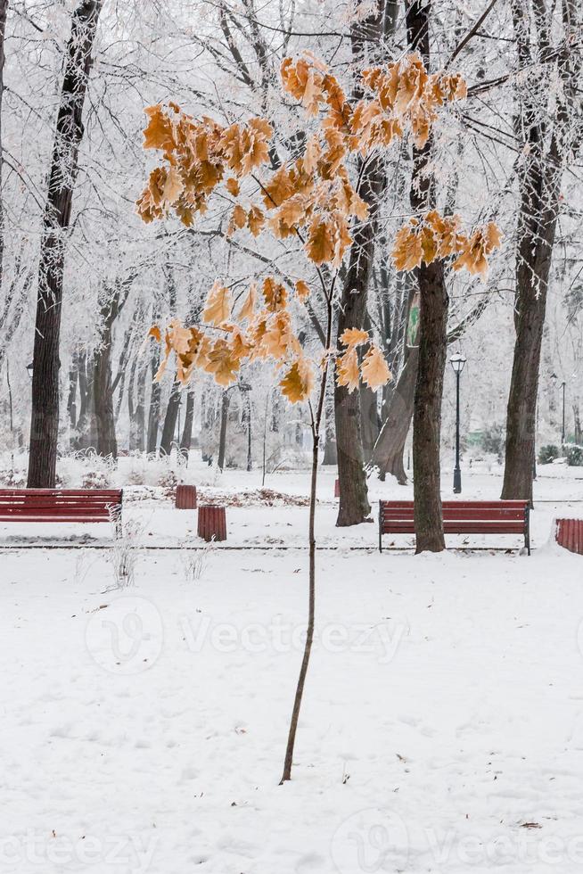 Winter leaves covered with snow and hoarfrost photo