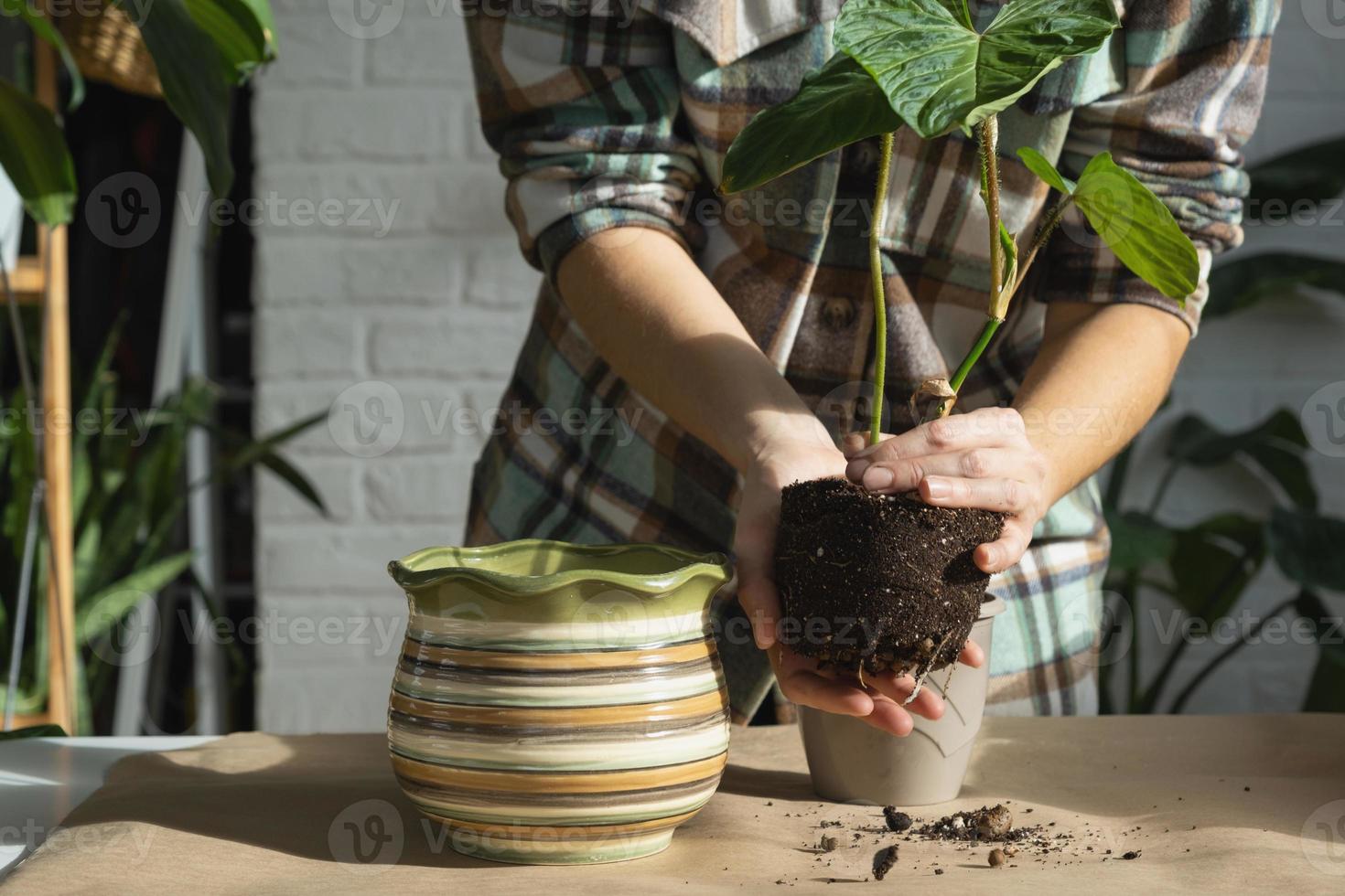 Transplanting a home plant Philodendron verrucosum into a new bigger pot in home interior. Caring for a potted plant, hands close-up photo