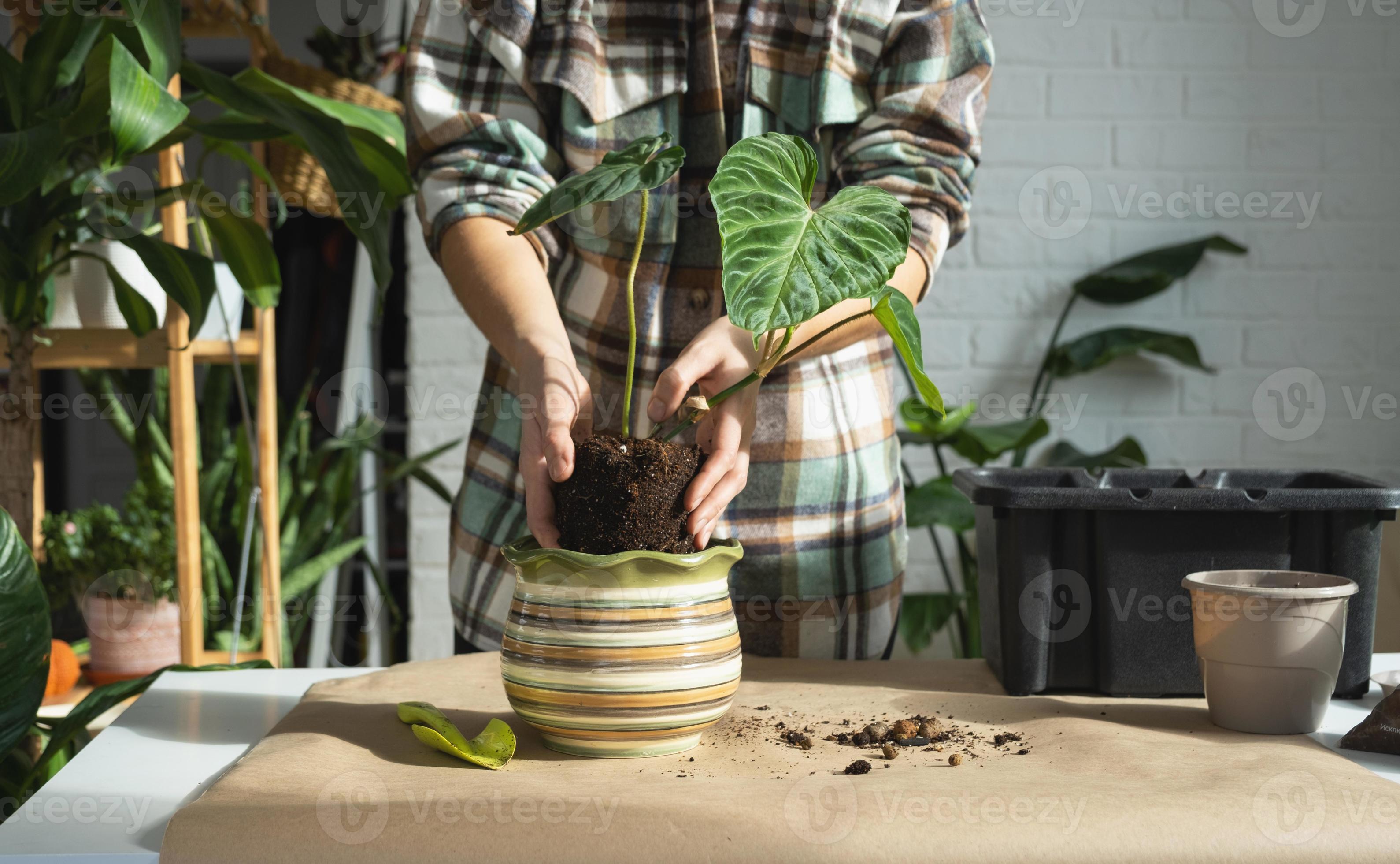 Transplanting a home plant Philodendron verrucosum into a new bigger