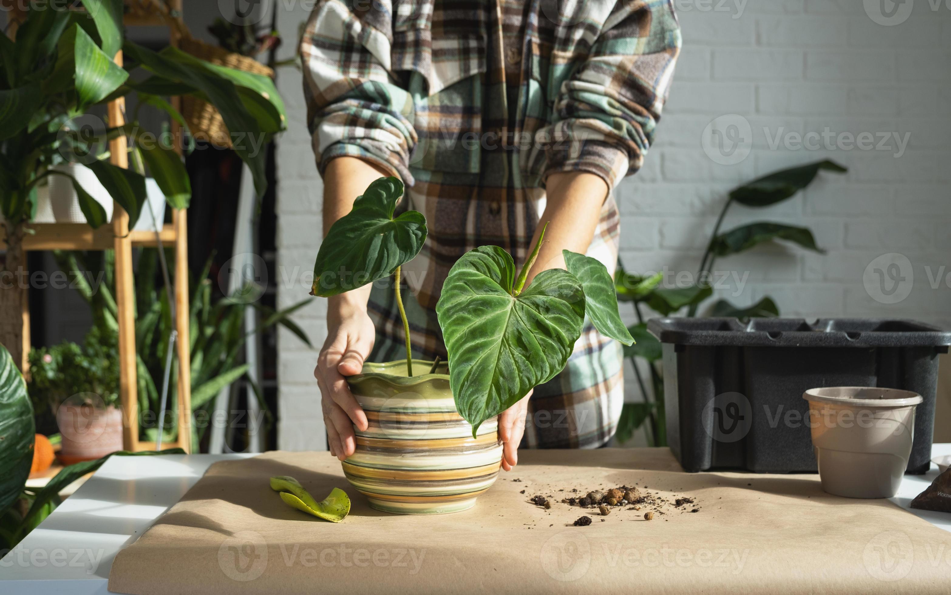 Transplanting a home plant Philodendron verrucosum into a new bigger