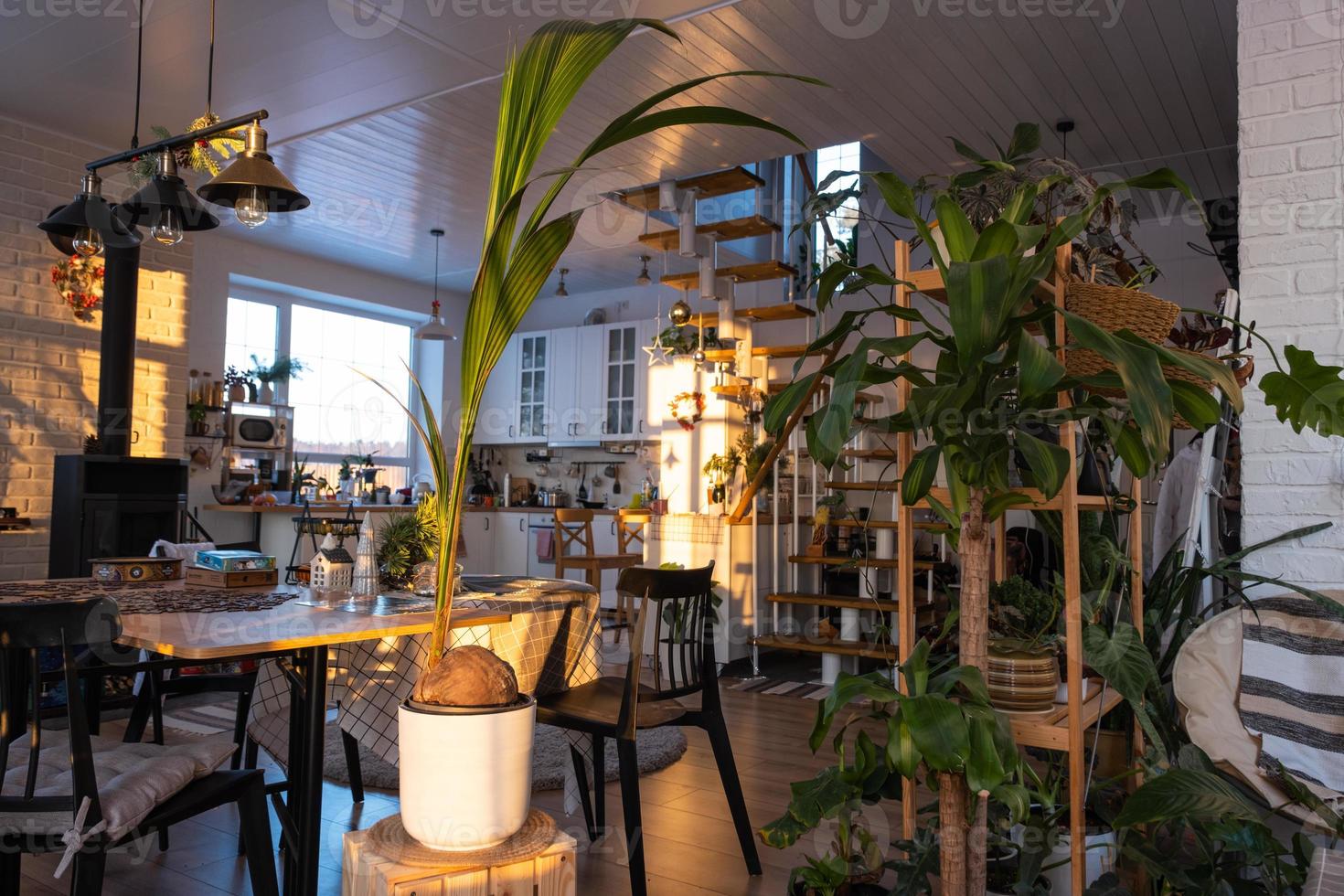 Coconut palm in a pot at home in interior. Green house, care and cultivation of tropical plants photo