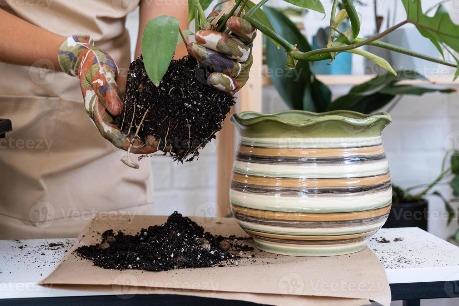 Transplanting a home plant Philodendron into a new pot. A woman plants a stalk with roots in a new soil. Caring and reproduction for a potted plant, hands close-up photo