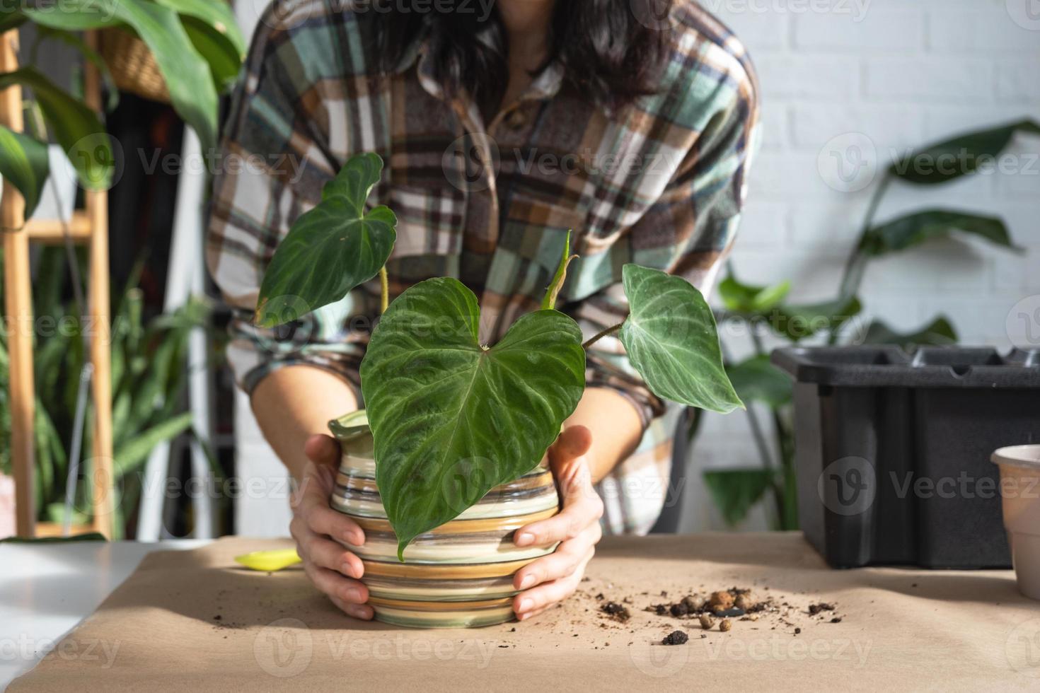 Transplanting a home plant Philodendron verrucosum into a new bigger pot in home interior. Caring for a potted plant, hands close-up photo