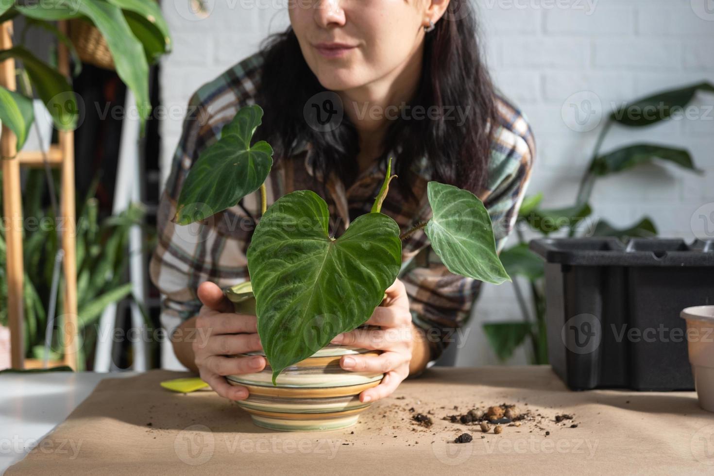 Transplanting a home plant Philodendron verrucosum into a new bigger pot in home interior. Caring for a potted plant, hands close-up photo