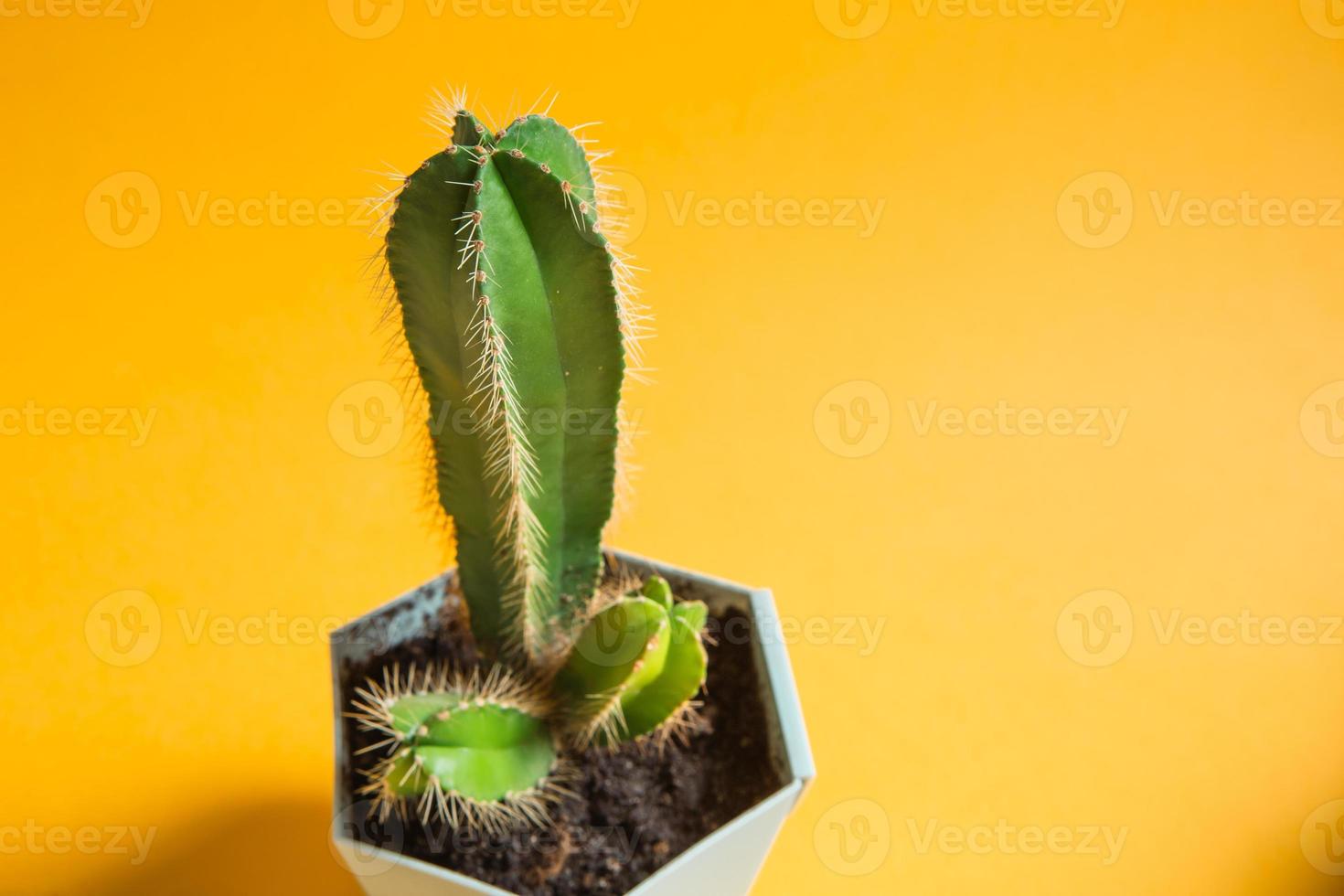 Funny cactus in the shape of a male penis. Potted house plants, home decor, care and cultivation photo