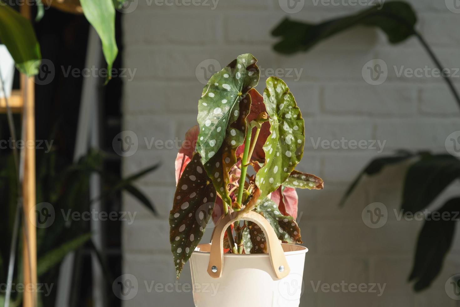 Home potted plant begonia maculata polka dot leaves decorative deciduous in interior on table of house. Hobbies in growing, greenhome photo