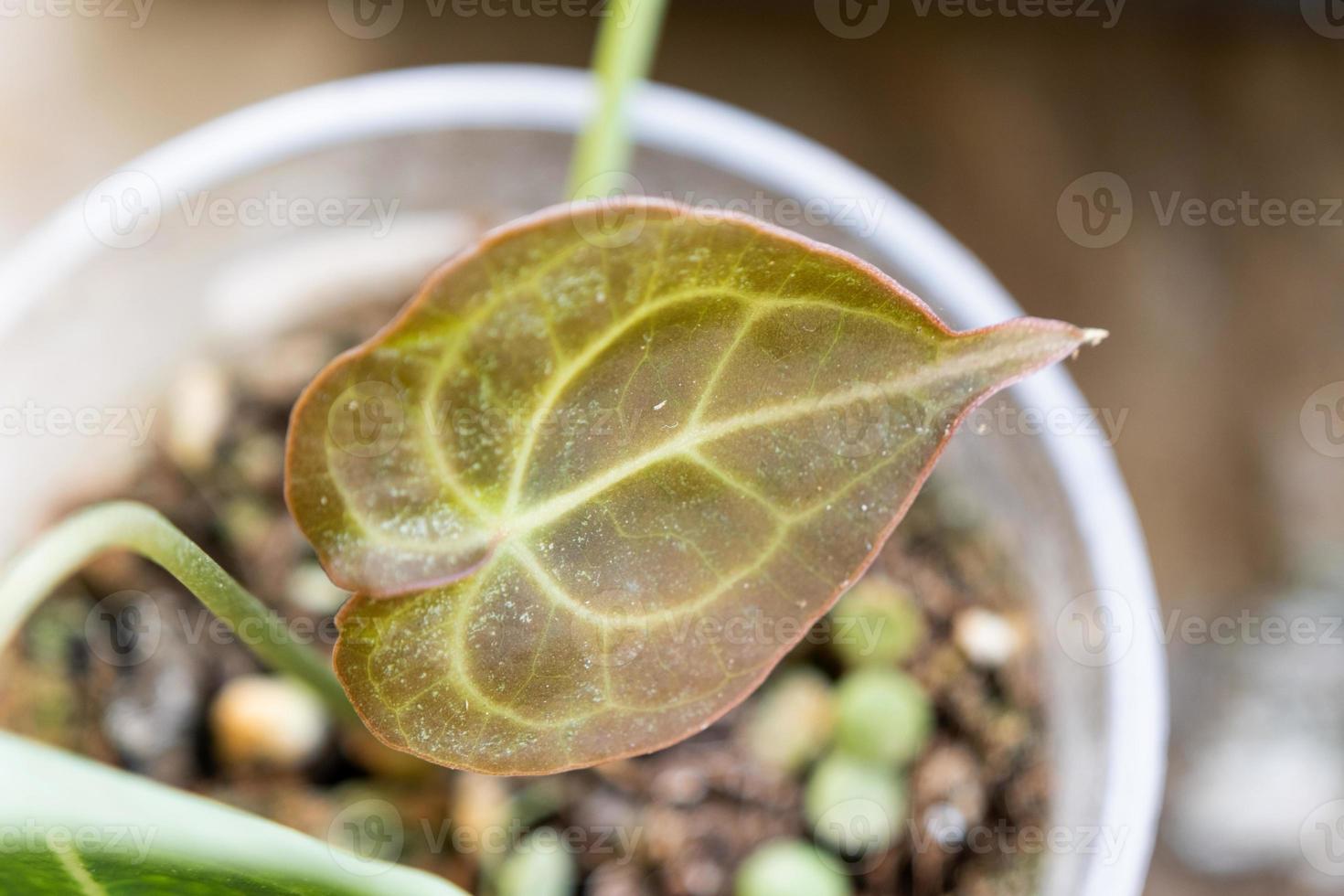 hojas de la planta de origen afectadas por una araña roja, pequeños insectos, problemas en el cultivo de plantas domésticas. tratamiento de plantas y control de plagas y hongos foto