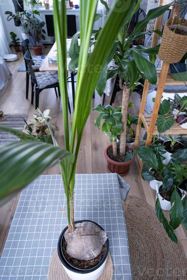 Coconut palm in a pot at home in interior. Green house, care and cultivation of tropical plants photo