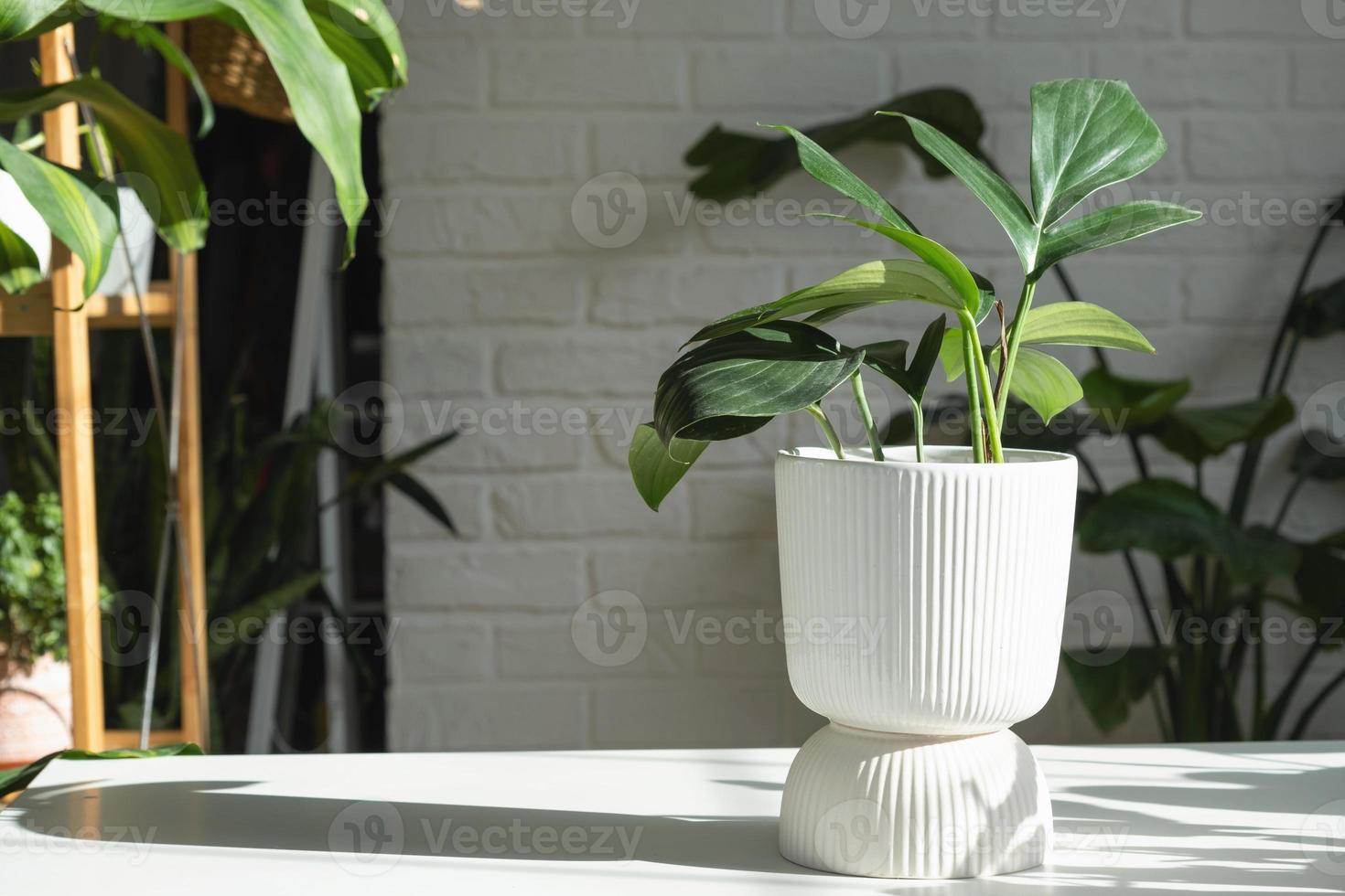 Philodendron Dragon Tail close-up in the interior on table. Houseplant Growing and caring for indoor plant, green home photo