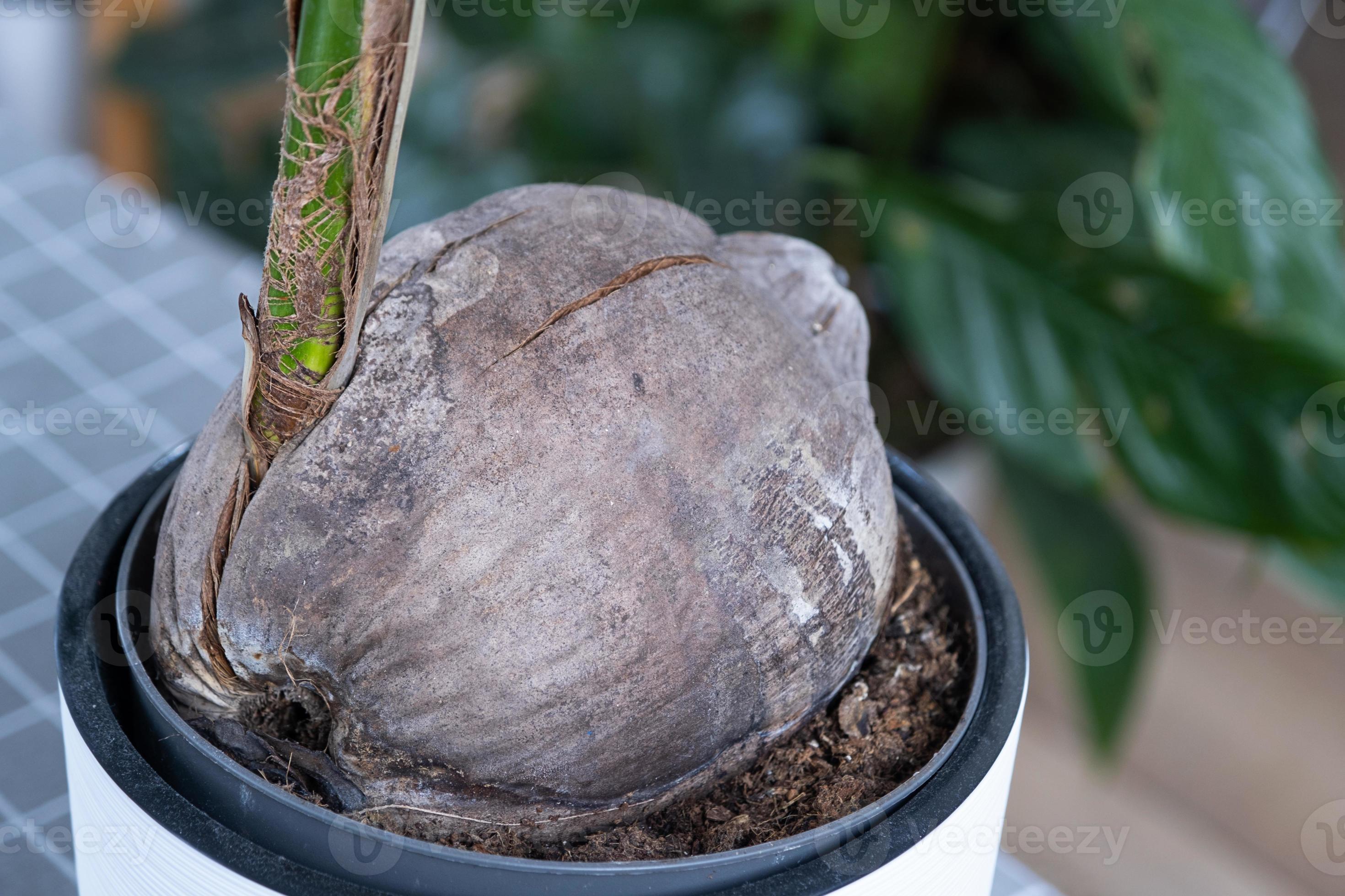 Sprouted coconut for growing at home close-up. Coconut palm in a pot at
