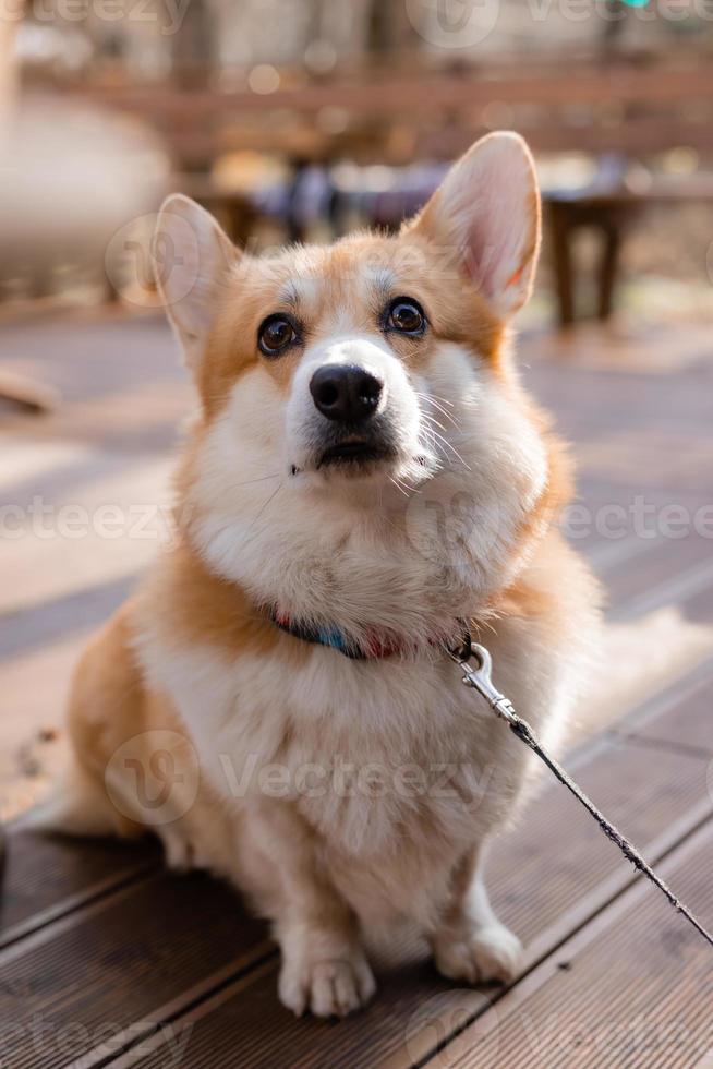 cute corgi dog on a walk in autumn in a coffee shop on the veranda drinking coffee. Dog Friendly Cafe. High quality photo