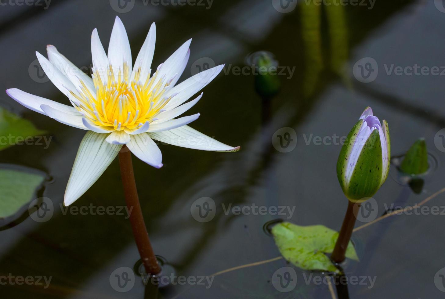 Purple lotus flower in pond photo