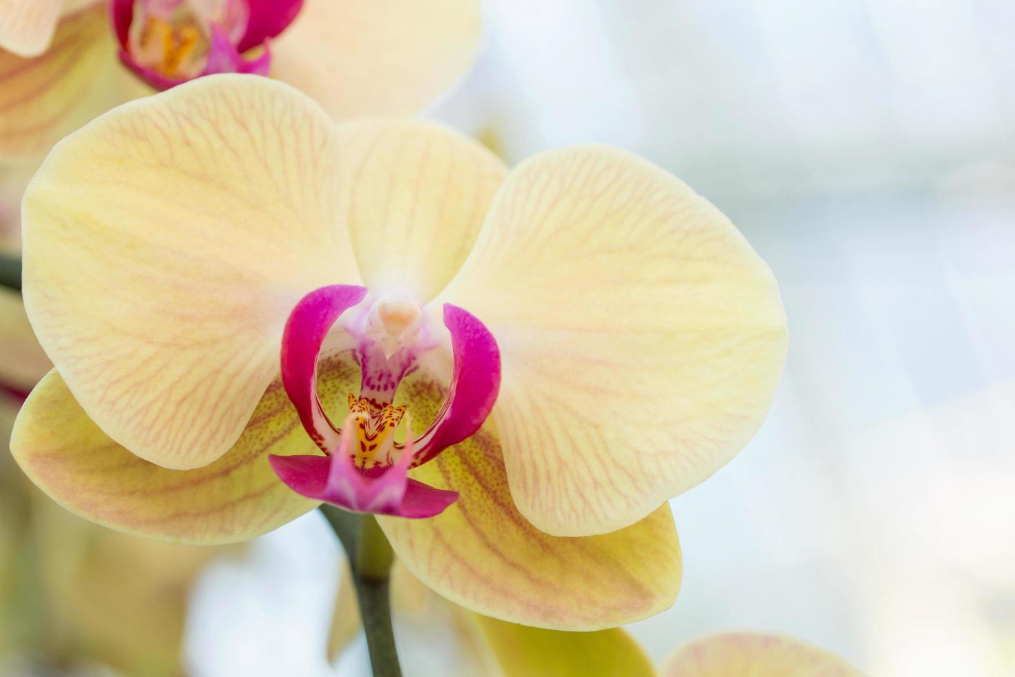 Yellow phalaenopsis orchid flower photo