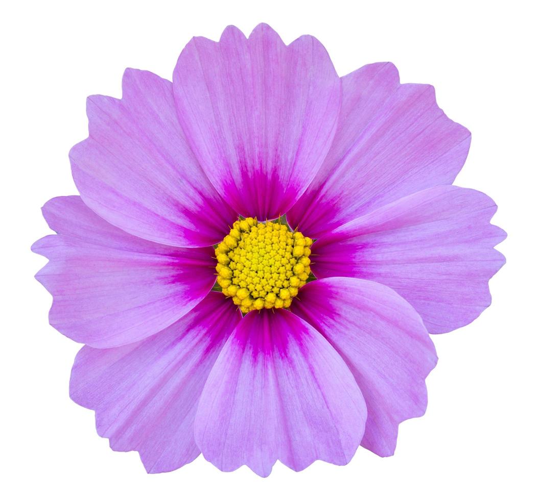 blue cosmos flower isolated on white with clipping path photo