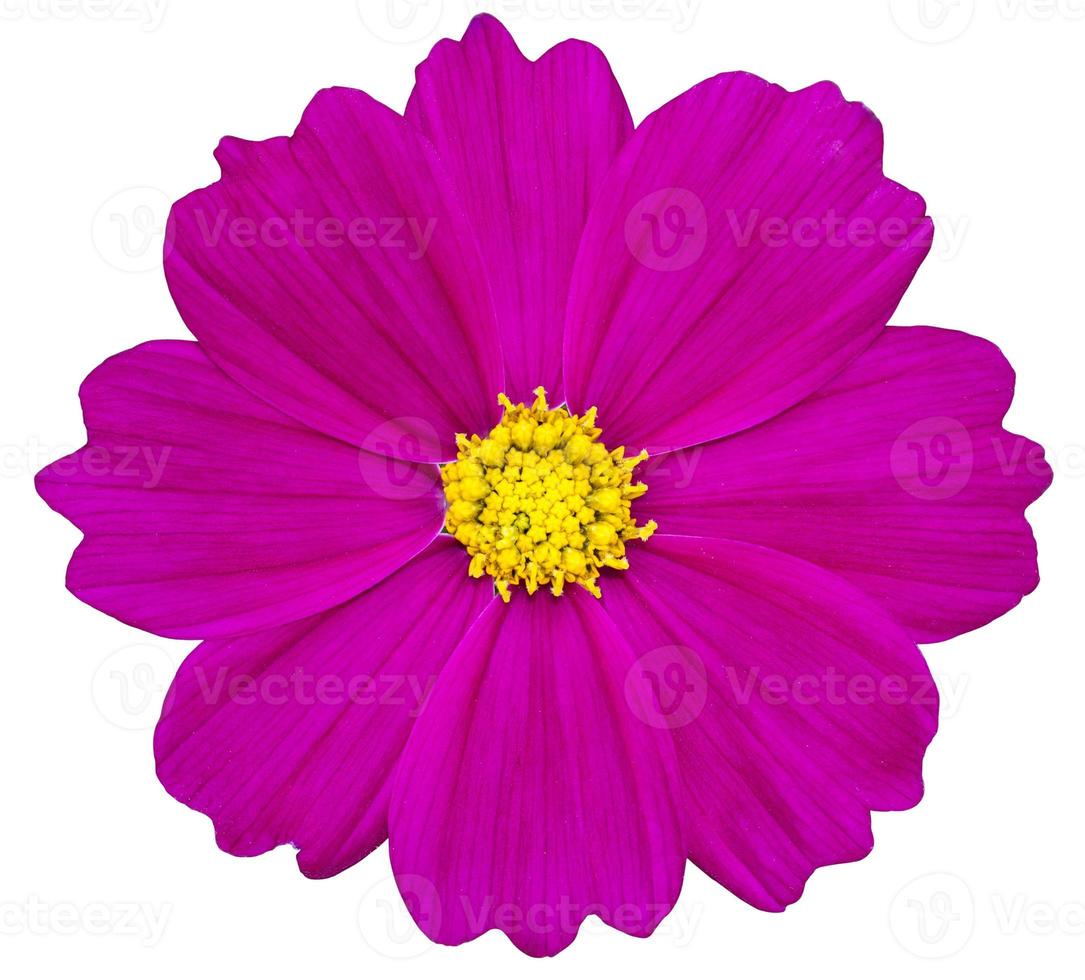 Purple cosmos flower isolated on white with clipping path photo