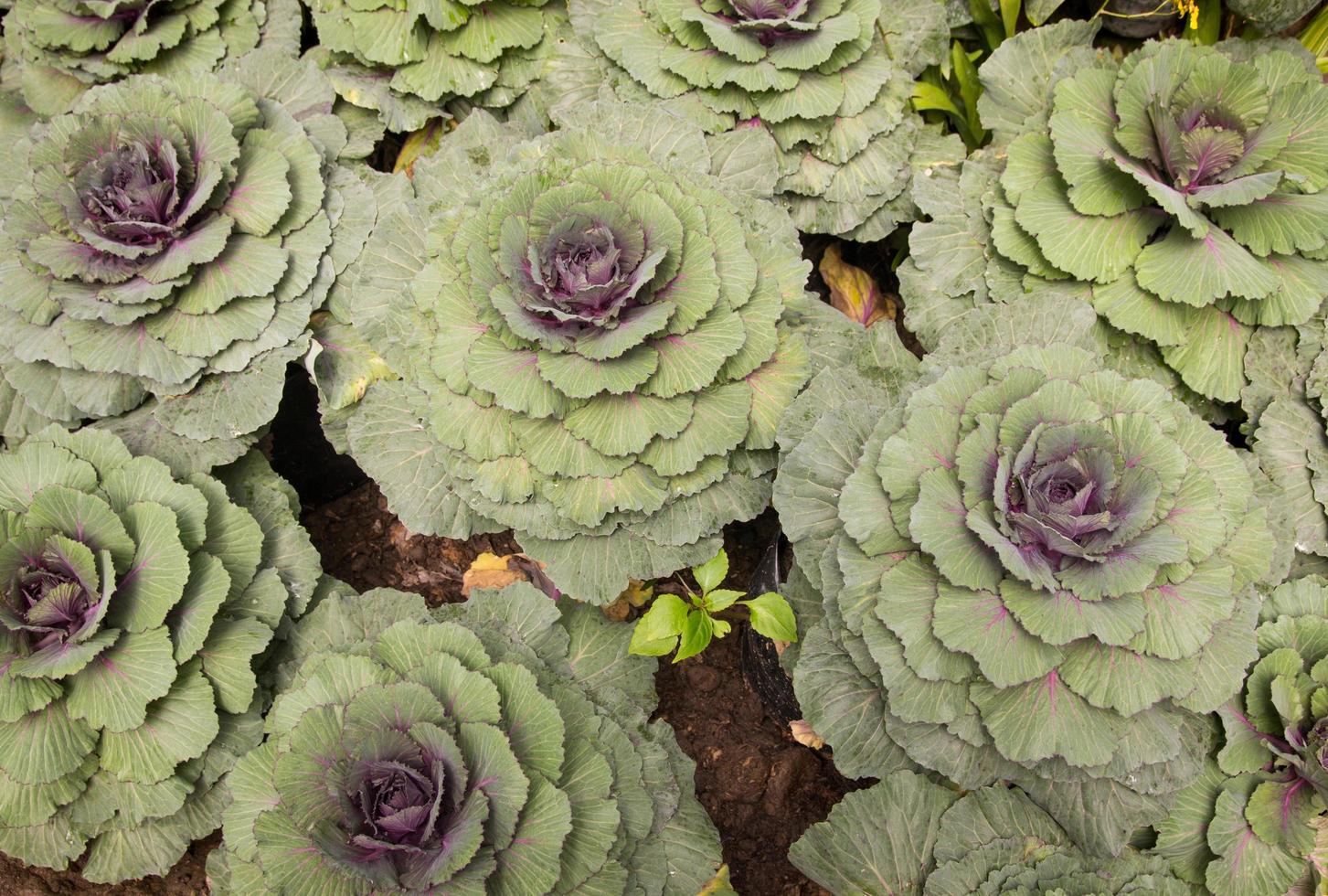 Ornamental cabbage in a garden photo