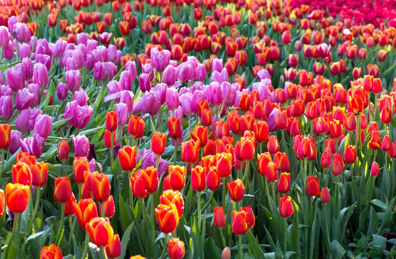 coloridos campos de flores de tulipanes que florecen en el jardín foto