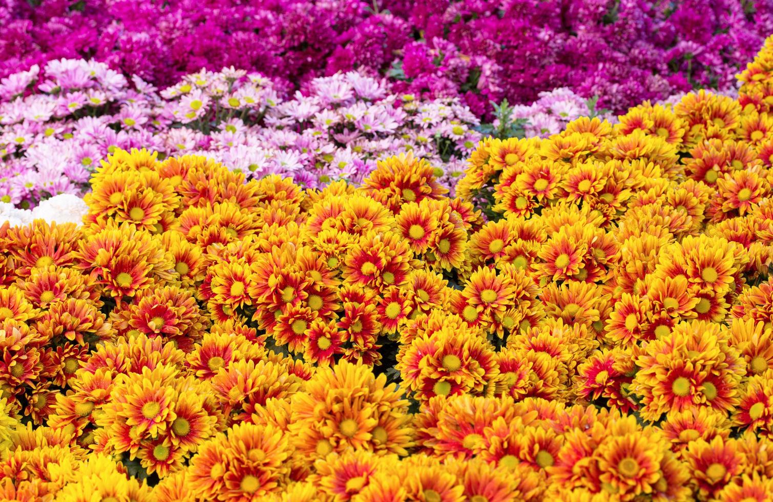 campos de flores de margarita de crisantemos que florecen en el jardín foto