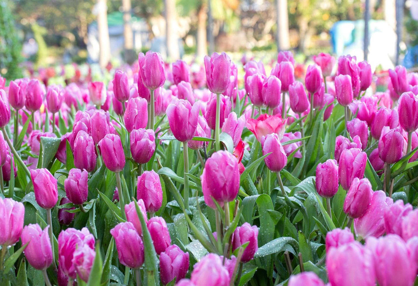 Pink tulip flower fields blooming in the garden photo