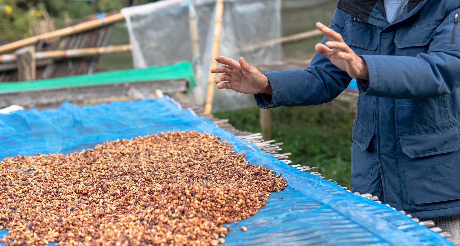 Farmers sort rotten and fresh coffee beans before drying. traditional