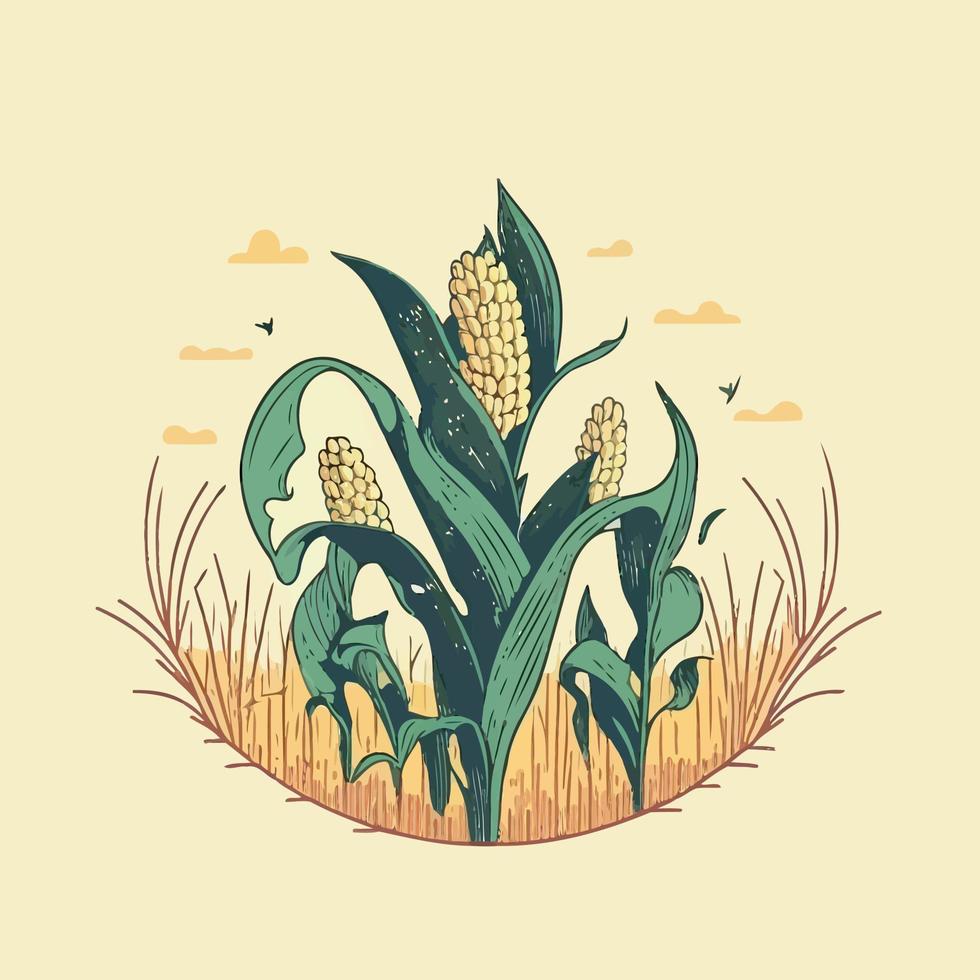 corn plant cultivation with ripe corn cobs vector