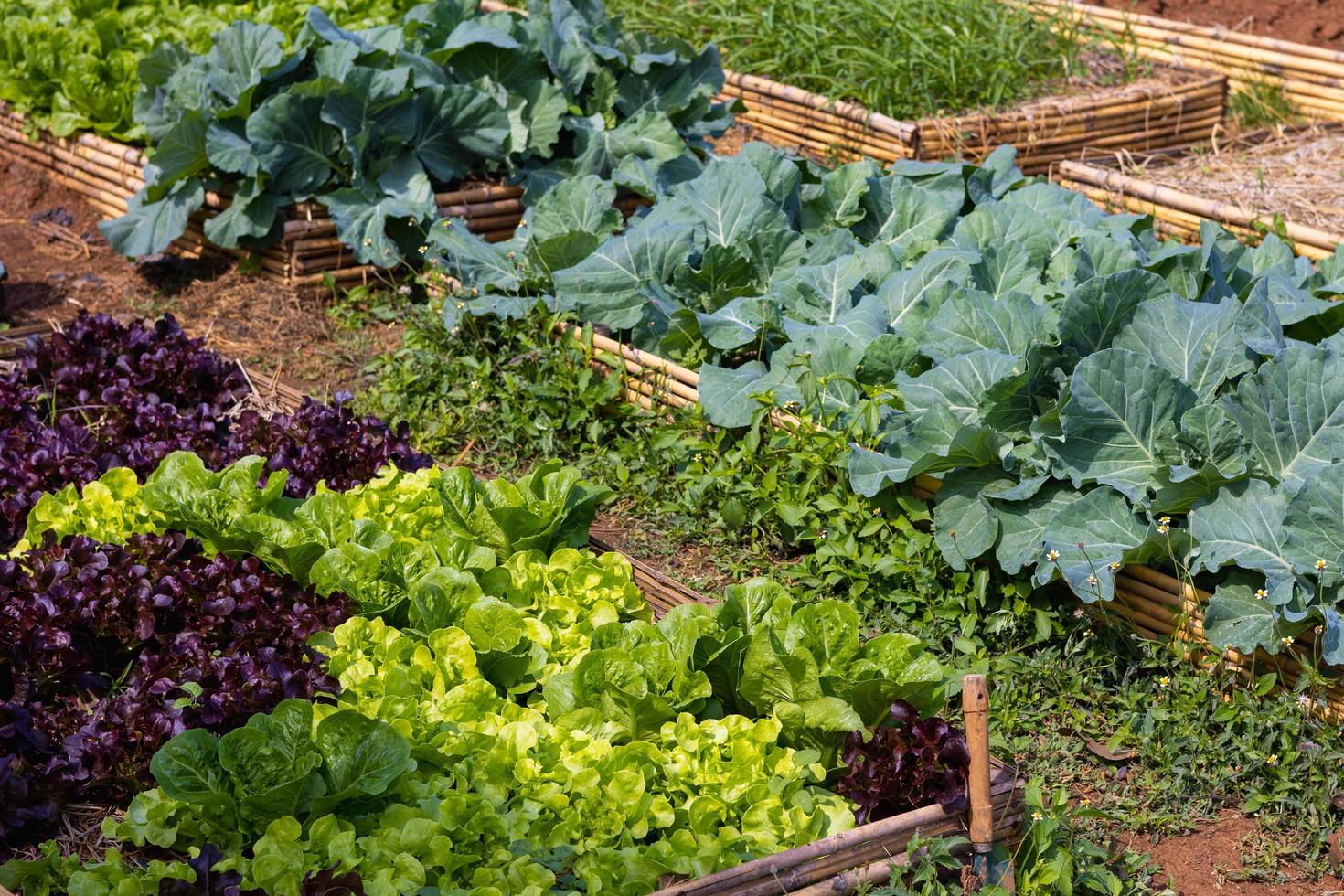 vegetables in the backyard. Eco friendly garden photo