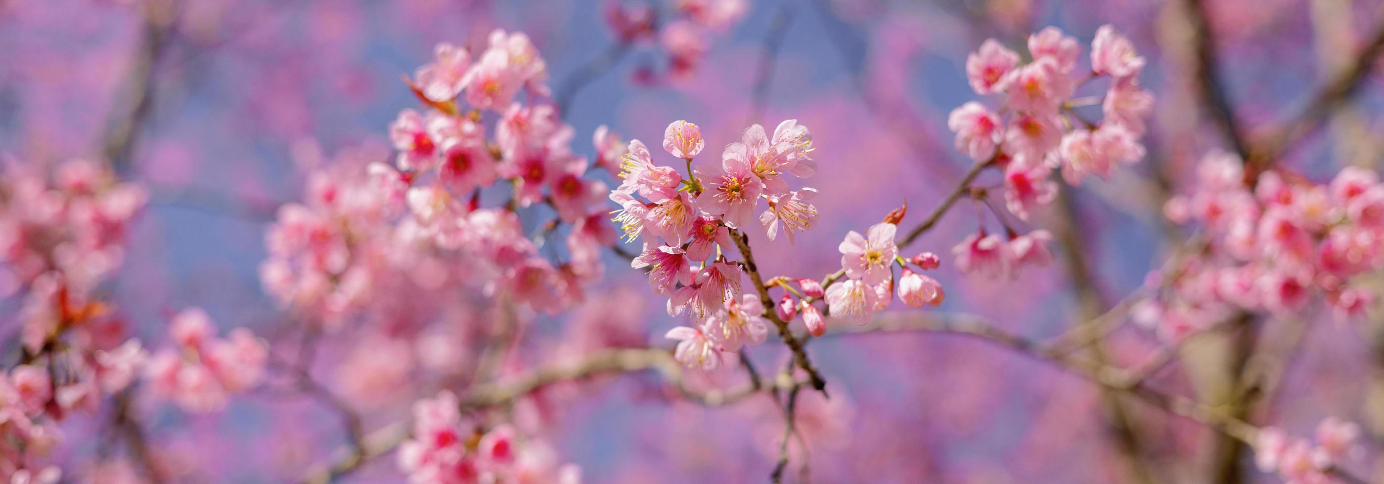 primer plano de la flor de cerezo silvestre del Himalaya en el parque foto