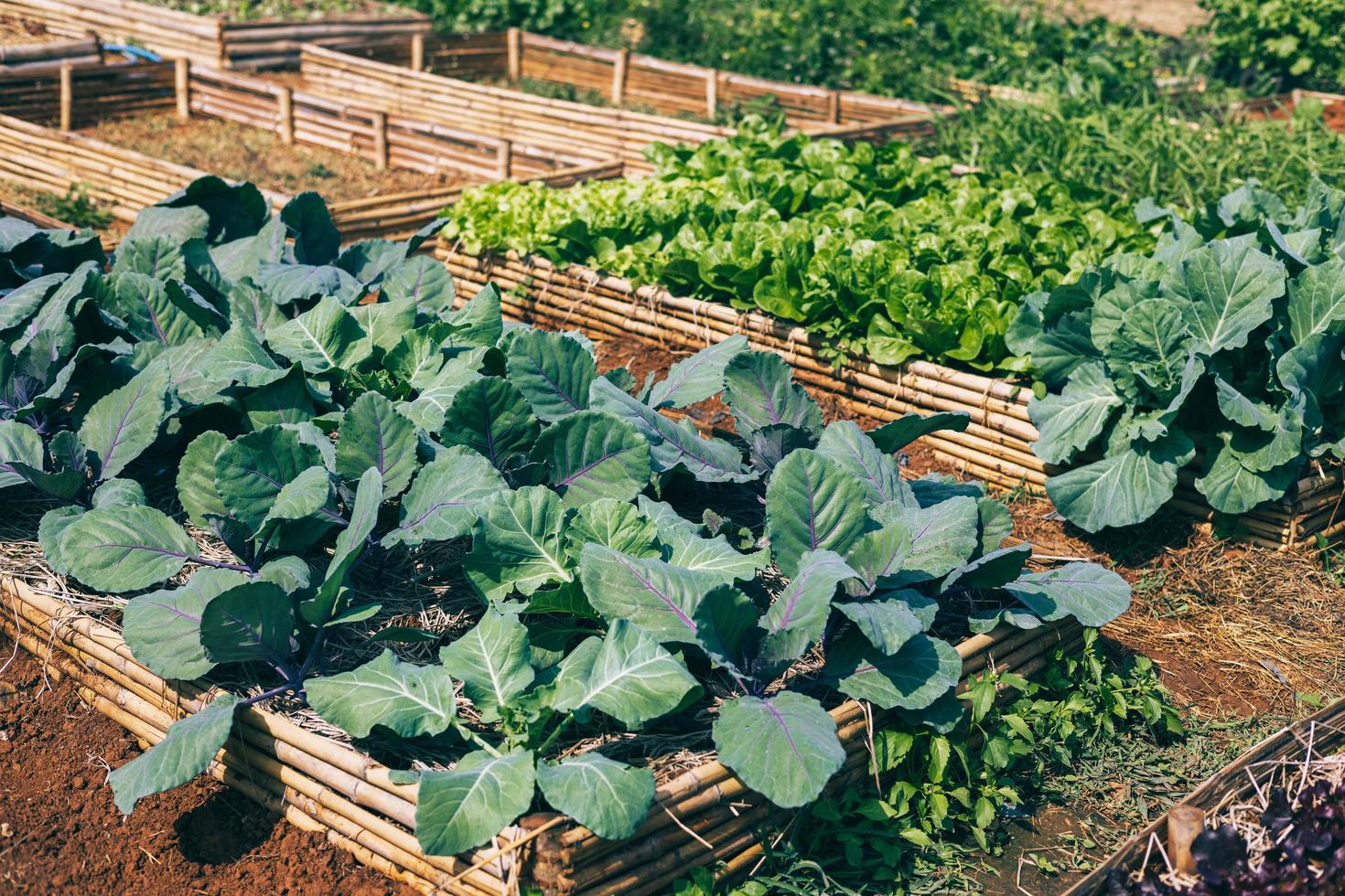 verduras en el patio trasero. jardín ecológico foto