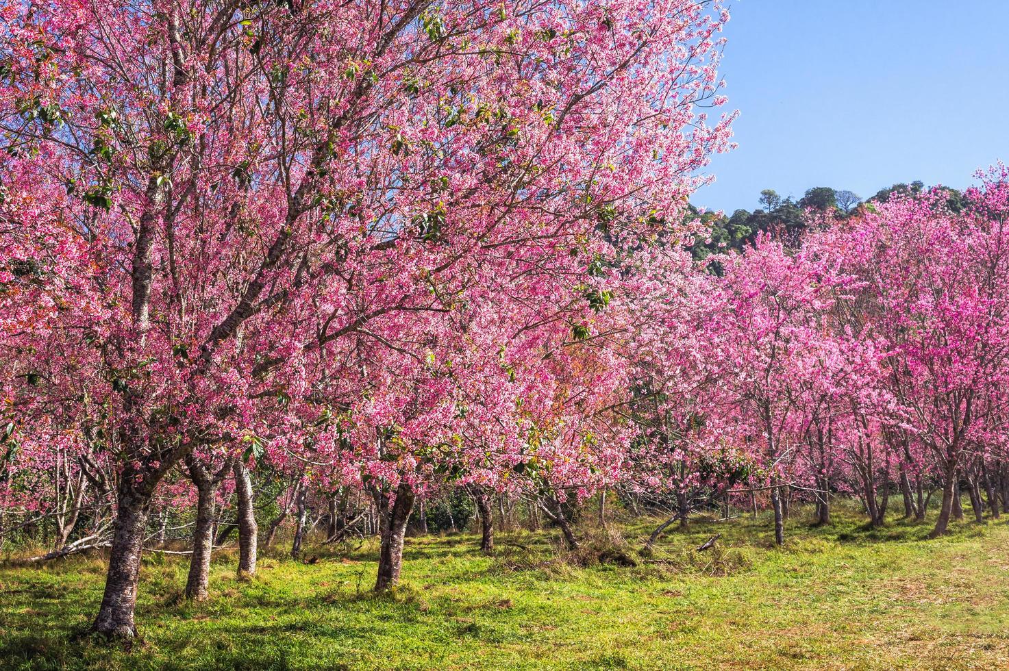 rama flor de cerezo silvestre del himalaya flor en phu lom lo montaña tailandia foto