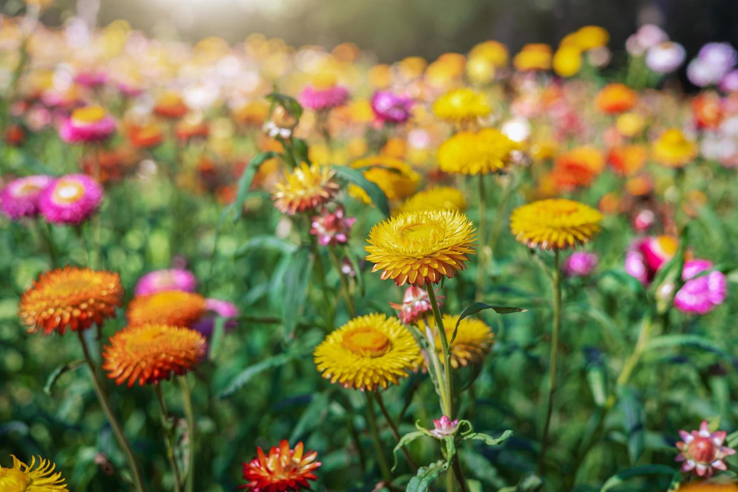 colorful straw flower with sunshine at park photo