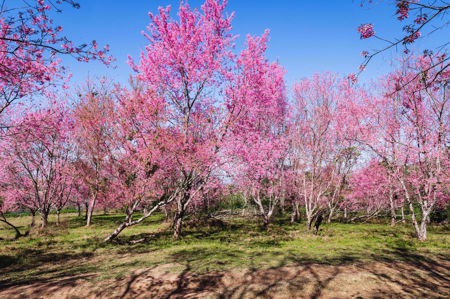 Branch wild Himalayan cherry flower blossom at phu lom lo mountain Thailand photo