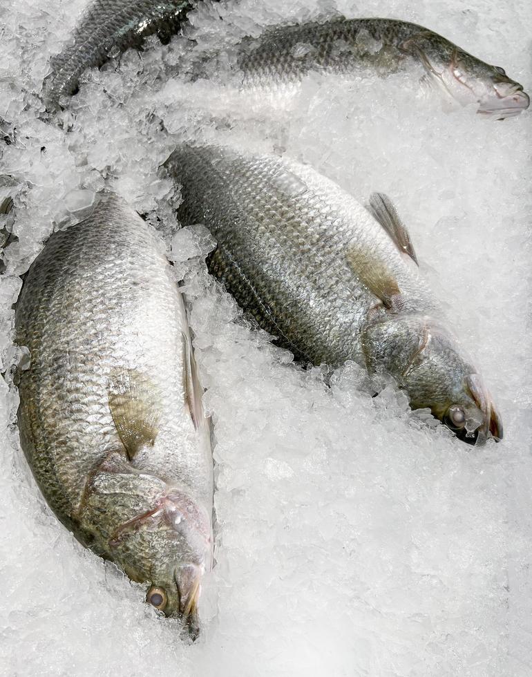 lubina cruda sobre hielo, lubina fresca a la venta en el restaurante de marisco del mercado foto