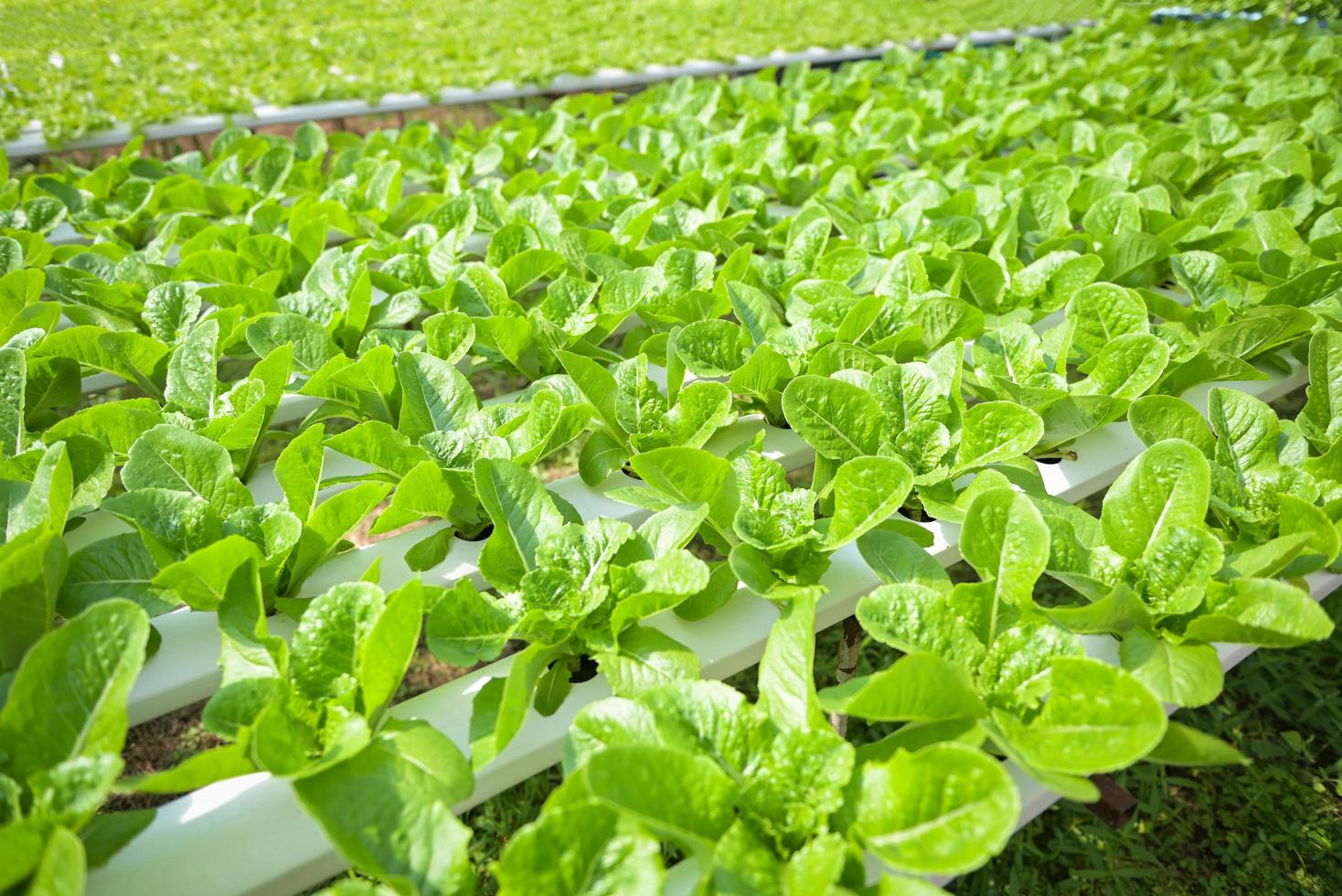 verduras hidropónicas de granjas hidropónicas lechuga cos verde fresca que crece en el jardín, plantas hidropónicas en agua sin suelo agricultura orgánica salud alimentos naturaleza, hoja de clorofila cultivo bio foto