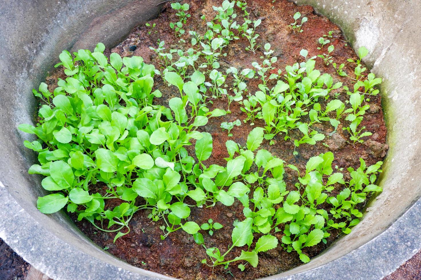 soil vegetable garden, mustard greens lettuce vegetable gardening with mustard greens leaf fresh vegetable planting on ground in the backyard garden eco friendly gardening nature vegetable farm photo