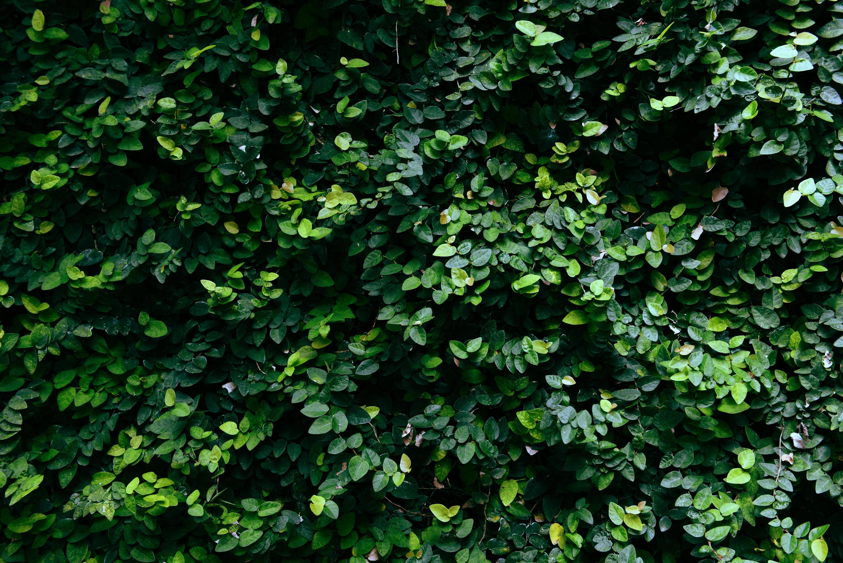 Green leaves texture background Natural green plant wall or small