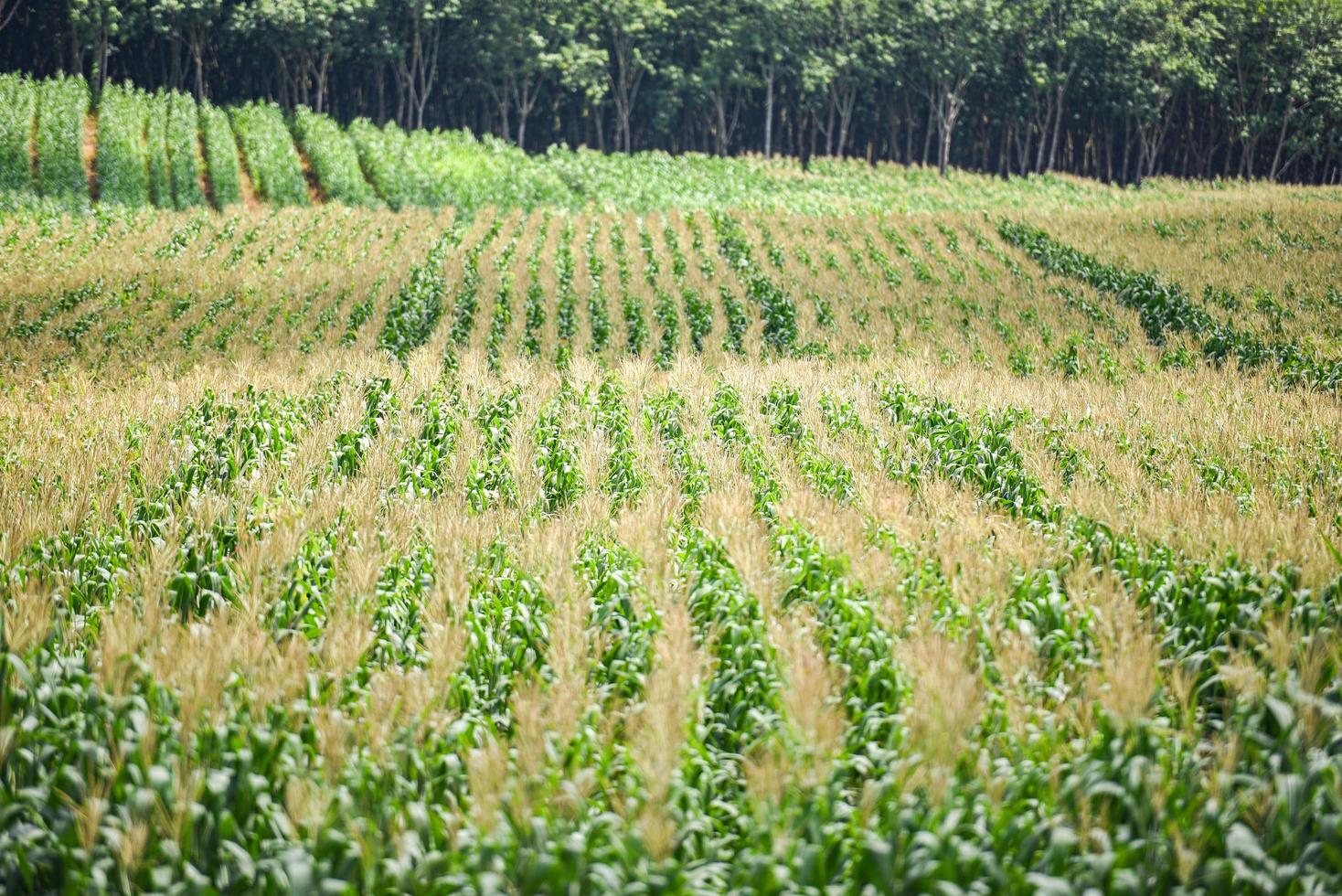 Green corn field in garden plantation agriculture Asia - The lines in nature of beautiful morning corn field photo
