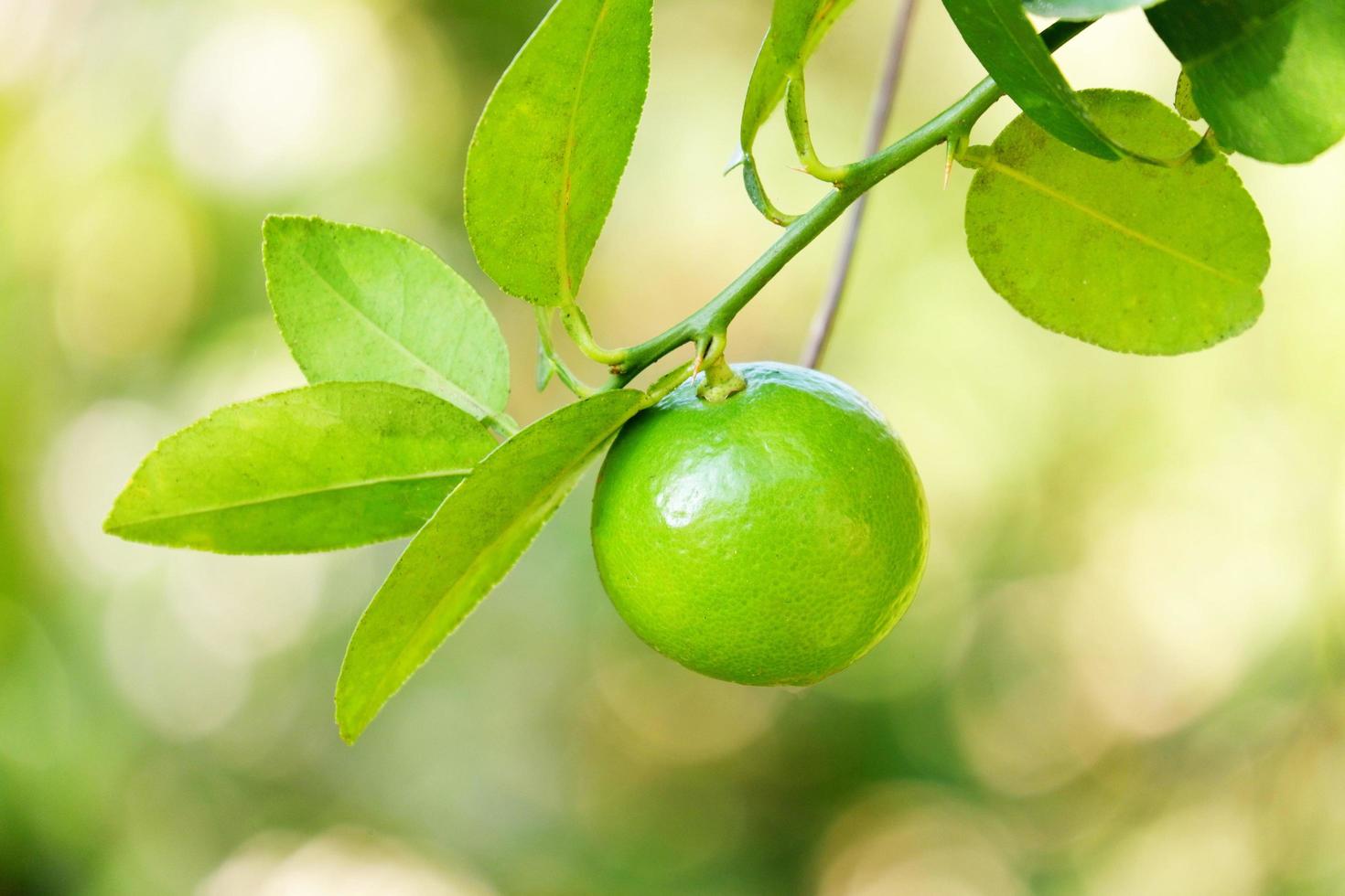 limón, lima - limas verdes en un árbol, cítricos de lima fresca en la granja del jardín agrícola con fondo verde natural borroso en verano foto