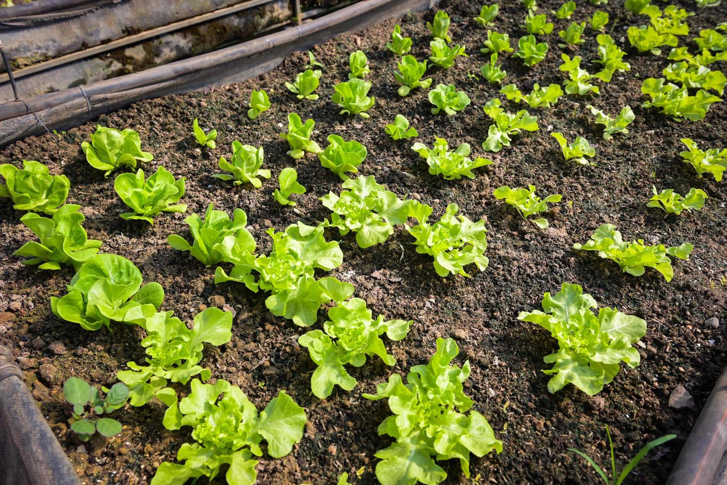 huerta vegetal del suelo huerta, lechuga cos verde orgánica horticultura con plantación de lechuga vegetal fresca de hoja verde, en el jardín de invernadero jardinería ecológica naturaleza foto