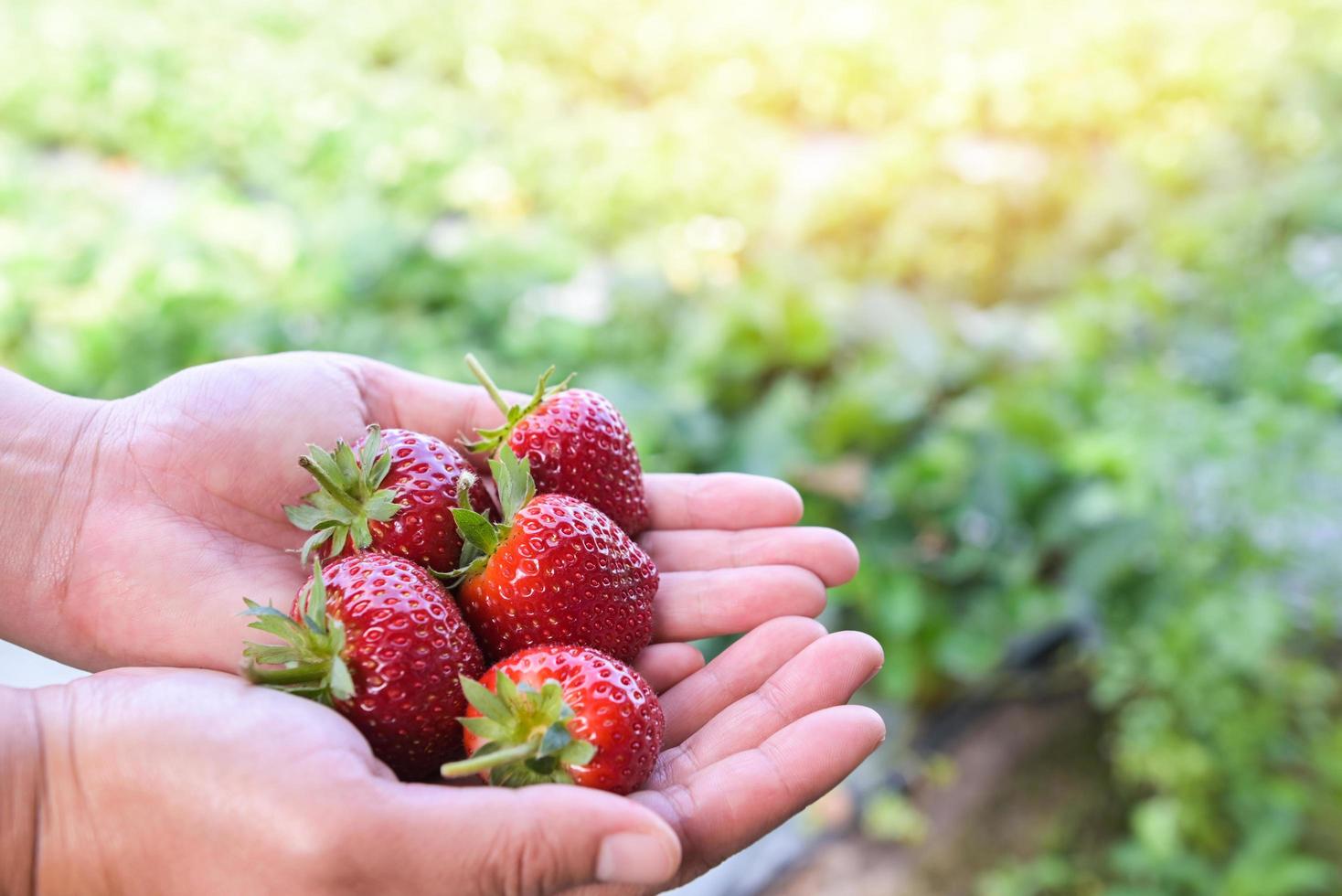 granja de plantas de fresa, campo de fresas maduras frescas para cosechar fresas recogiendo a mano en el jardín fruta recolectada fresa en verano foto