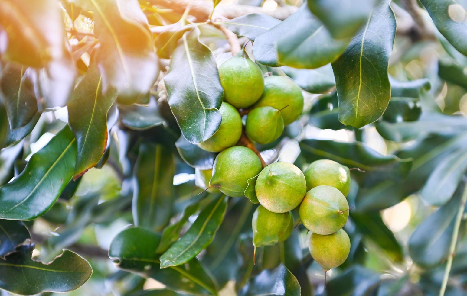 nueces de macadamia en la planta del árbol de macadamia, nueces de macadamia crudas naturales frescas en el jardín, plantación de frutos de nuez de macadamia esperando las semillas de la cosecha foto