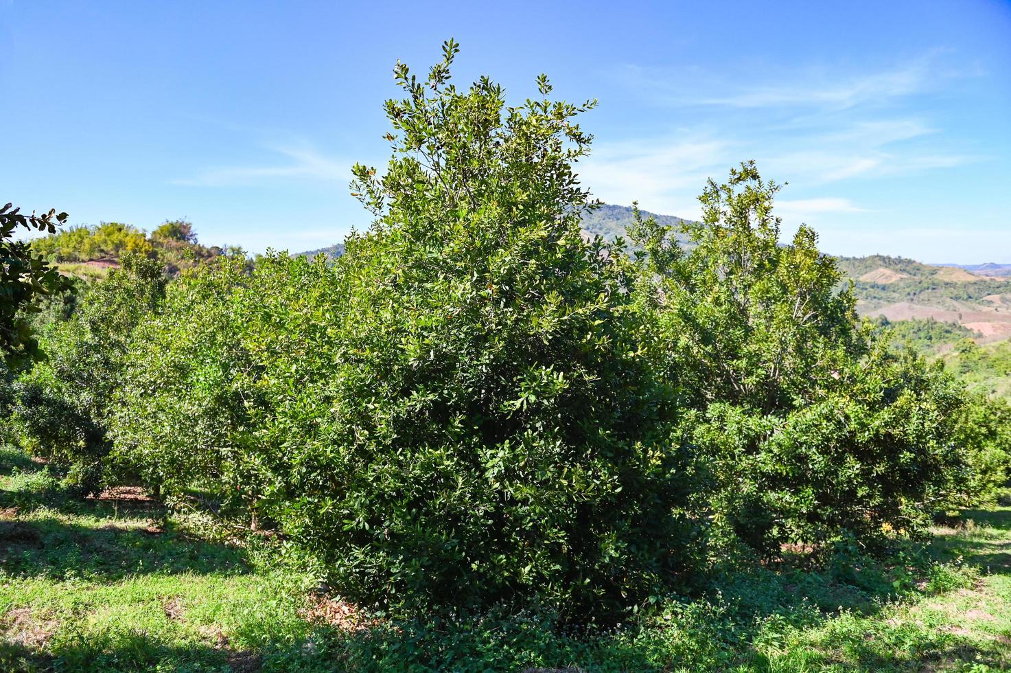 macadamia nuts on macadamia tree plant, fresh natural raw macadamia nuts in garden, planting macadamia nut fruit on mountain farmland photo