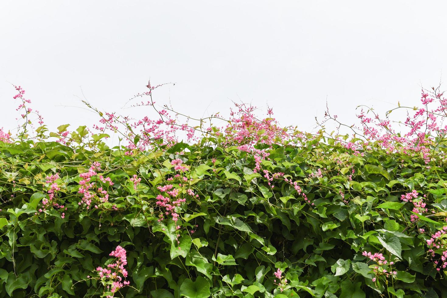 vid verde con flor rosa sobre fondo blanco - hojas de hiedra de vid crecen en el techo foto